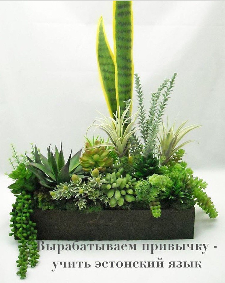 Черный низкий горшок с зелеными цветами на фоне белой стены