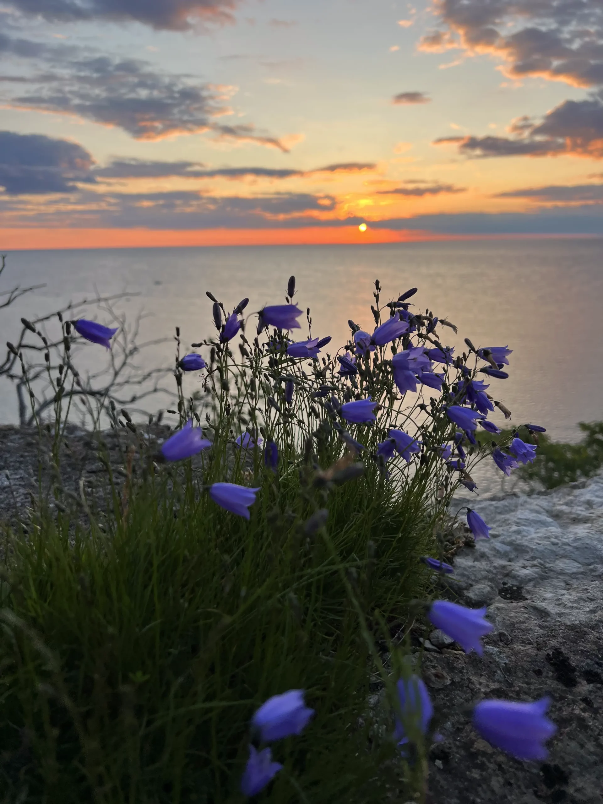 Вид на закатное море сквозь фиолетовые дикие цветы